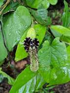 Plancia ëd Aristolochia pilosa Kunth