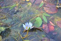 Image of blue star water-lily