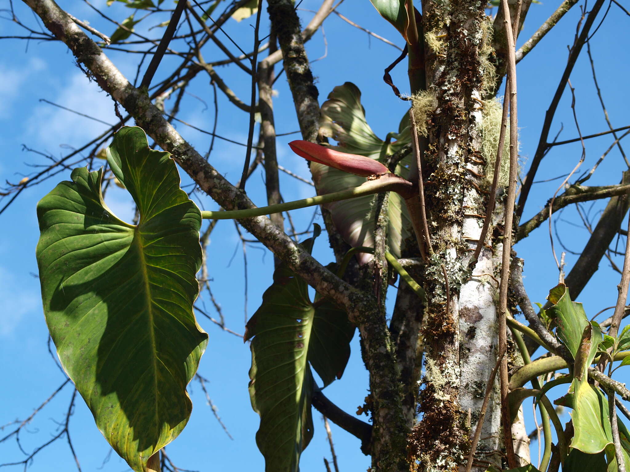 Image of Philodendron longirrhizum M. M. Mora & Croat