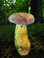 Image of Reddish brown bitter bolete