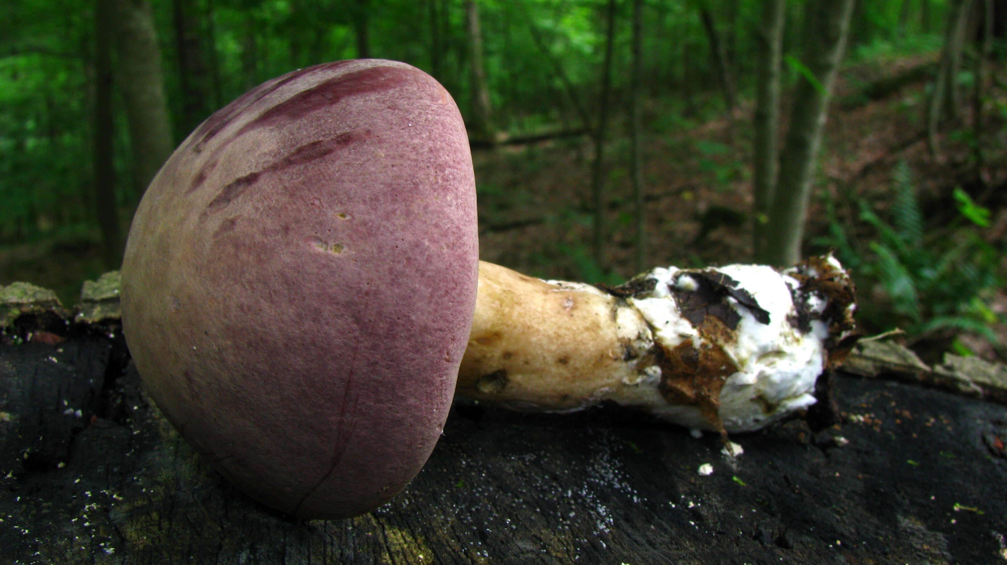 Image of Reddish brown bitter bolete