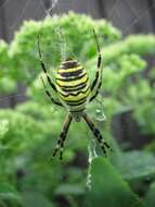 Image of Barbary Spider