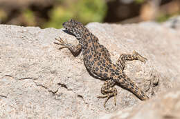 Image of Leopard Tree Iguana