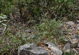 Image of Setaria australiensis (Scribn. & Merr.) Vickery