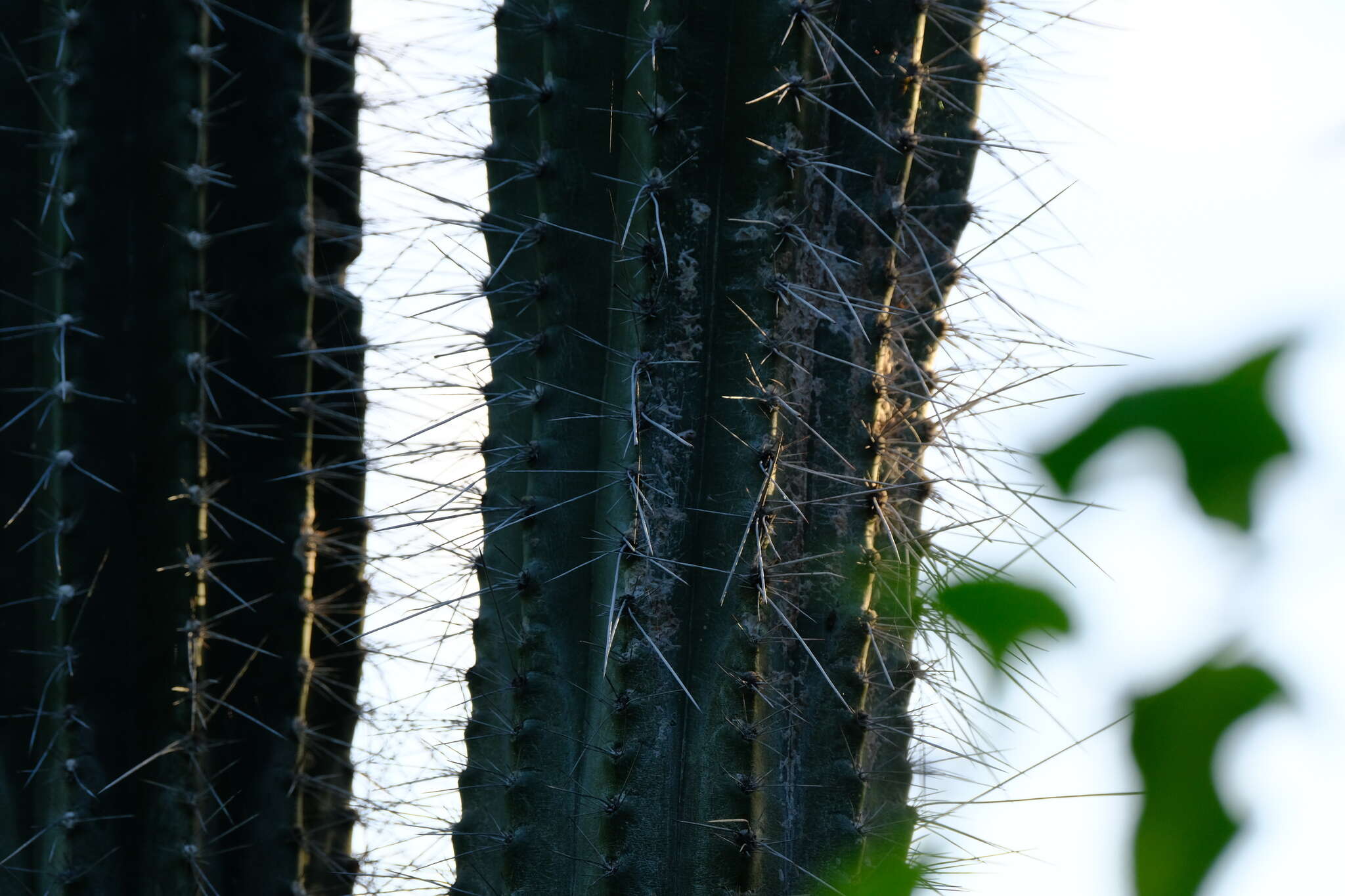 Cereus repandus (L.) Mill. resmi