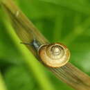 Image of Urticicola umbrosus (C. Pfeiffer 1828)