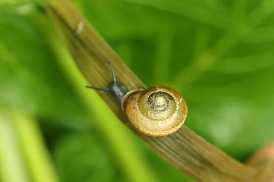 Image of Shadow Snail