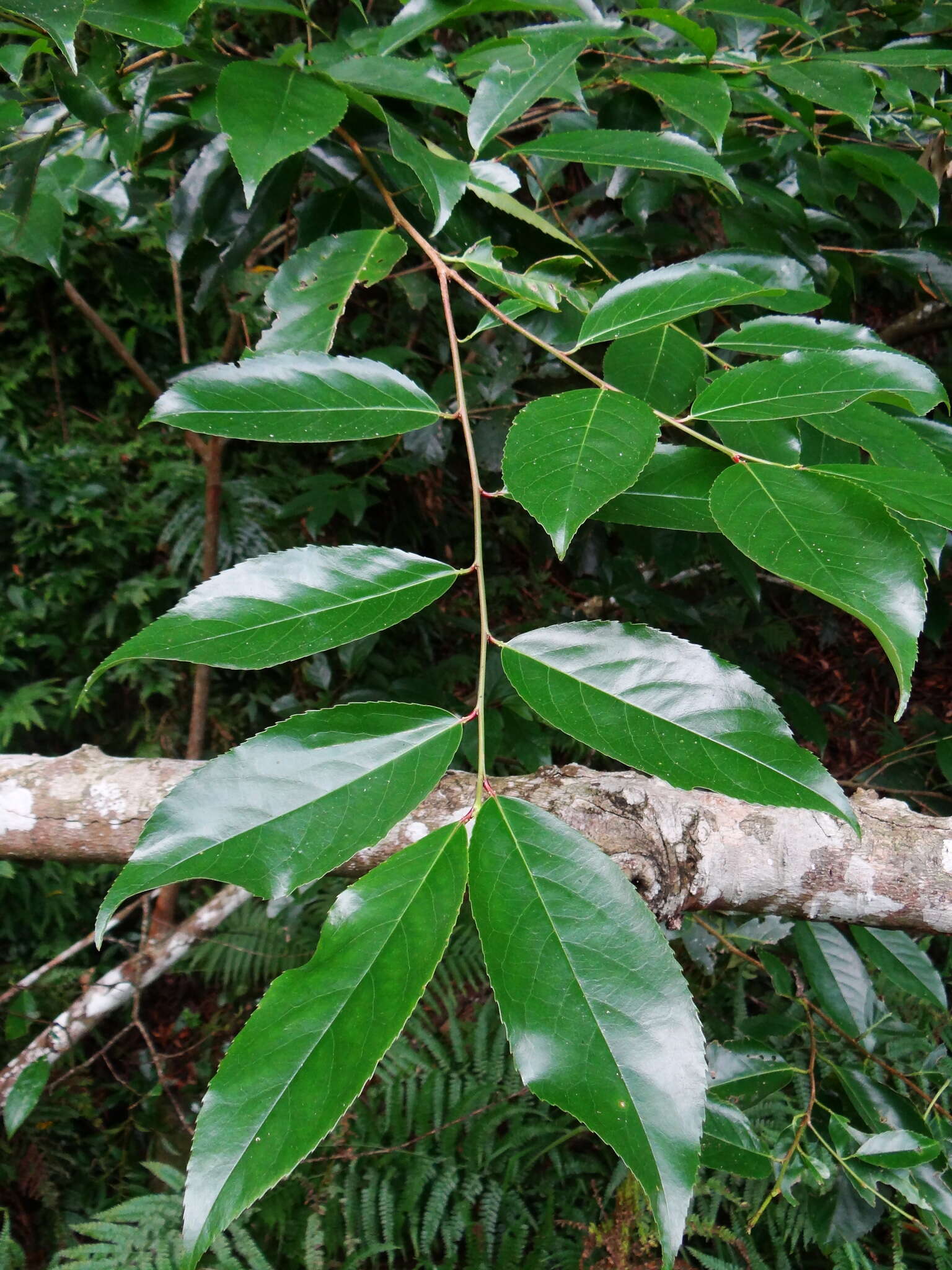 Image de Prunus zippeliana Miq.