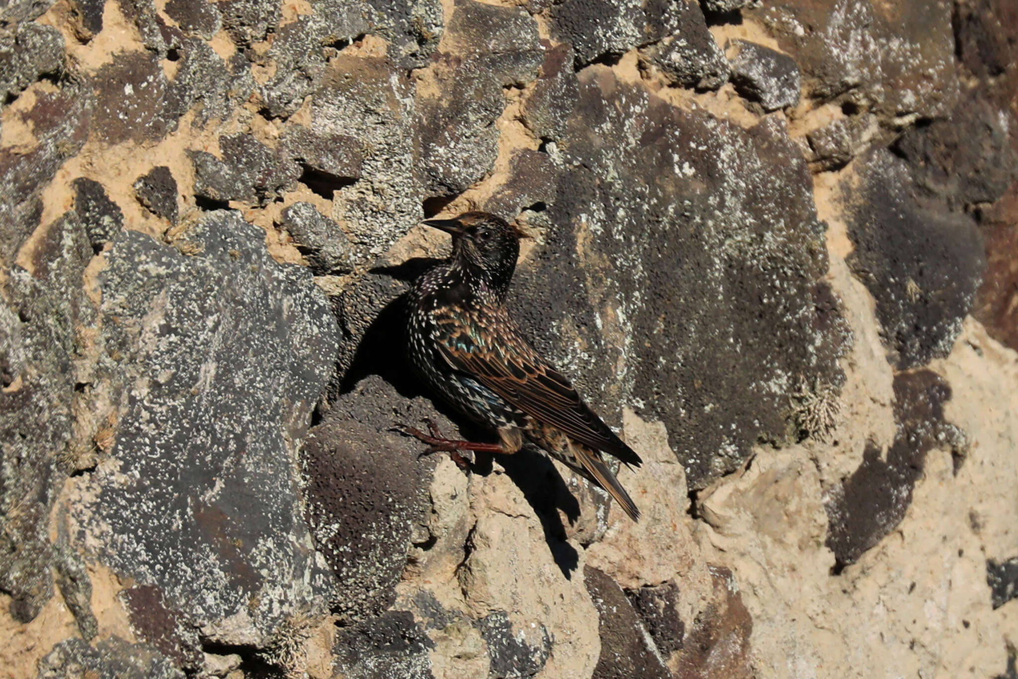 Image of Sturnus vulgaris granti Hartert 1903