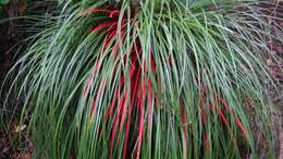 Fascicularia bicolor subsp. canaliculata E. C. Nelson & Zizka的圖片