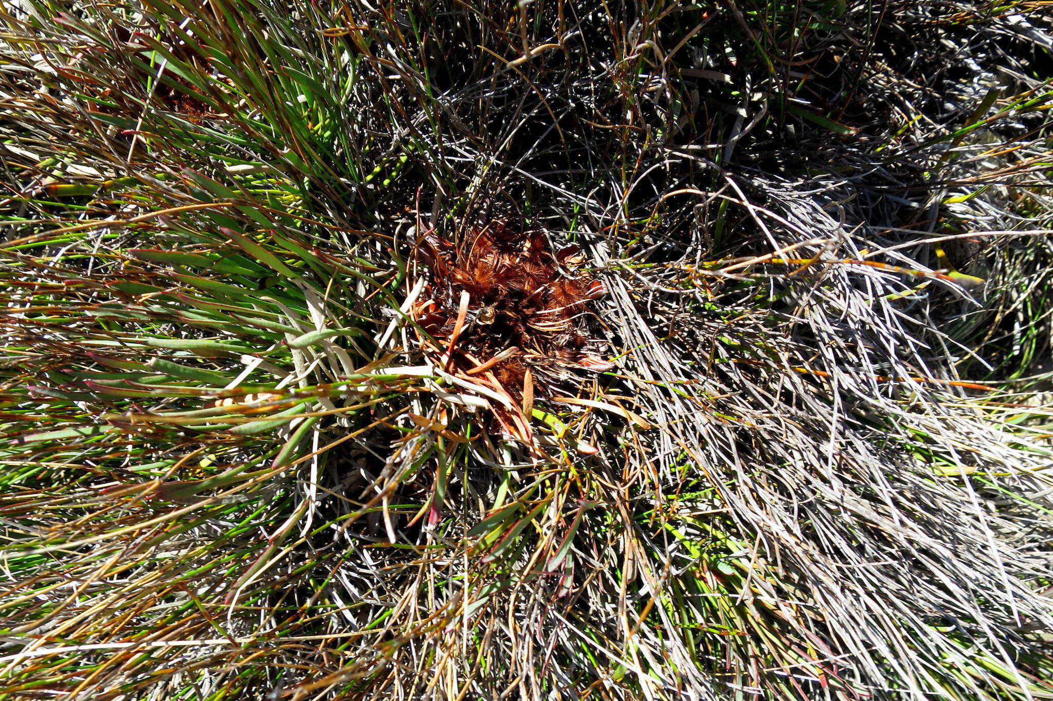 Image of Protea montana E. Mey. ex Meissn.