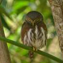 Image of Central American Pygmy Owl