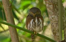 Image of Central American Pygmy Owl