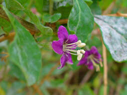 Image of matrimony vine