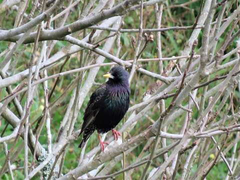 Image of Sturnus vulgaris granti Hartert 1903