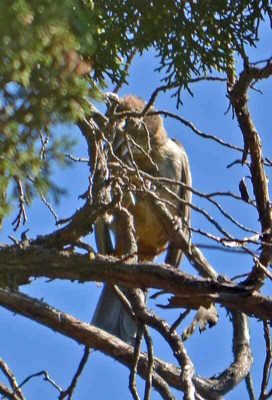 Image of Canyon Towhee