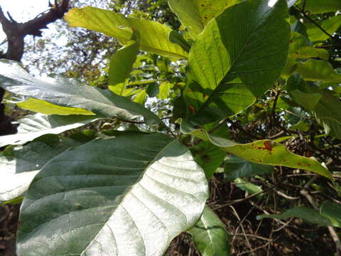 Image of Indian-buttertree