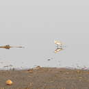 Image of Chestnut-banded Plover