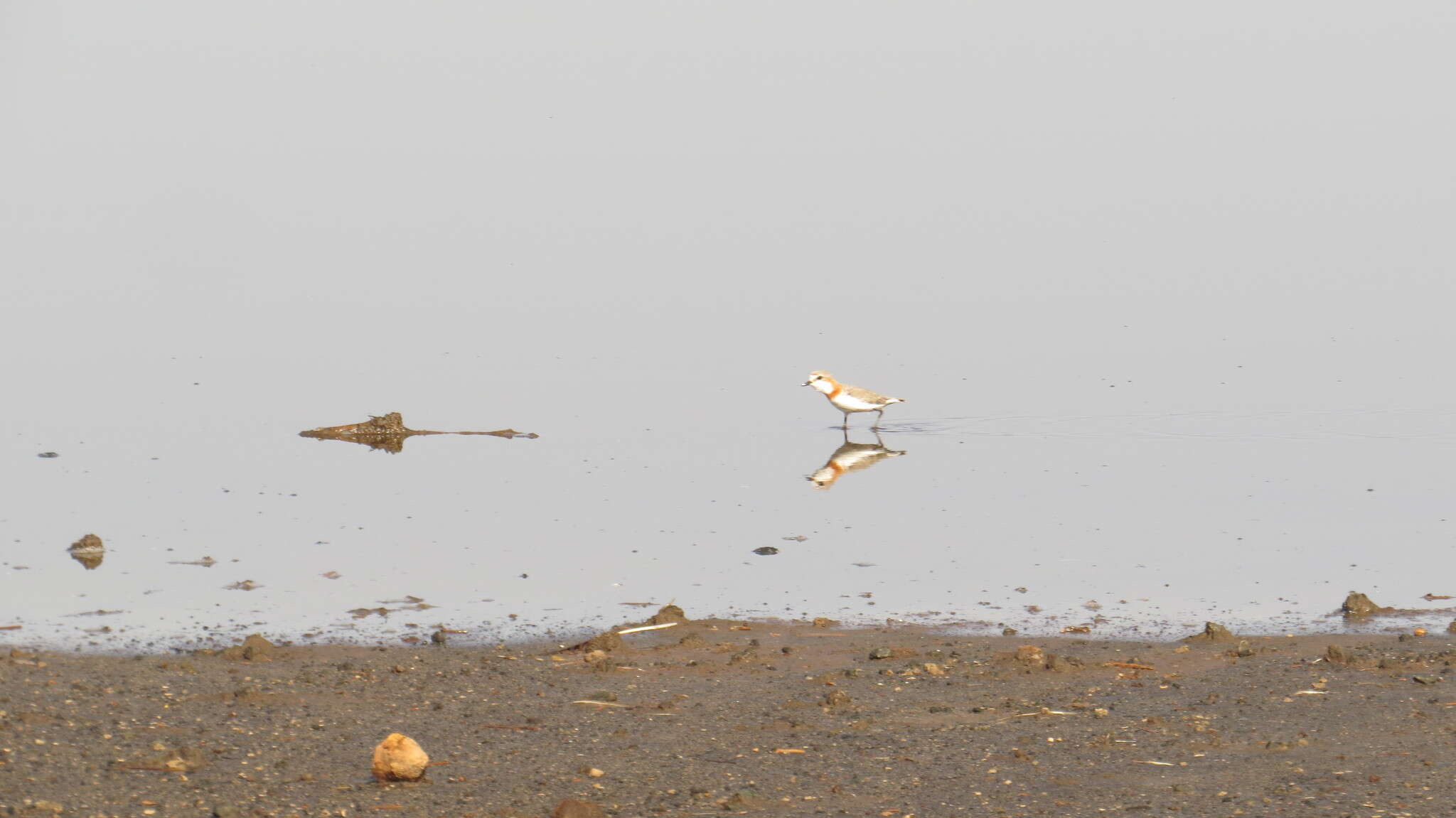 Image of Chestnut-banded Plover