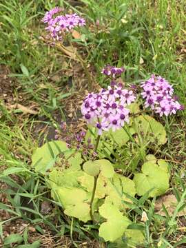 Plancia ëd Pericallis papyracea (DC.) B. Nord.