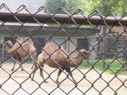 Image of Bactrian camel