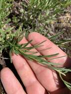 Image of leafy fleabane