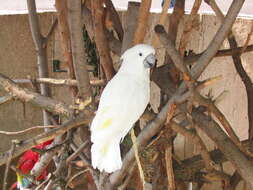 Cacatua alba (Müller & Pls 1776) resmi