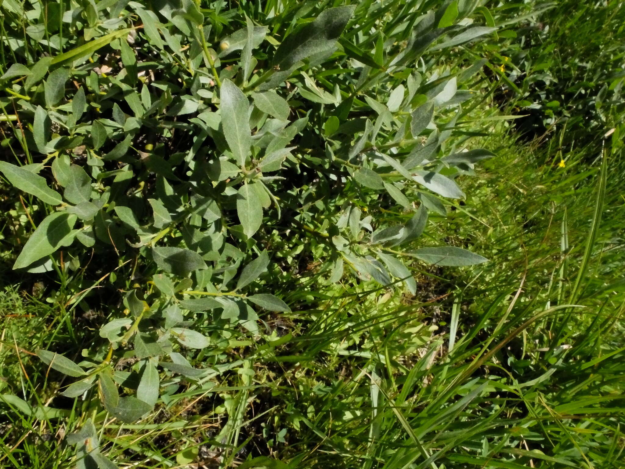 Plancia ëd Salix orestera C. K. Schneider