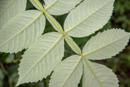 Image of Chinese sumac