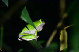 Image of Farmland green flying frog