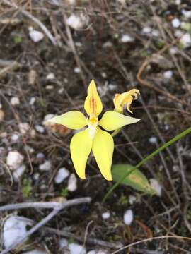 Image of Caladenia flava R. Br.