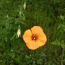 Image of windpoppy