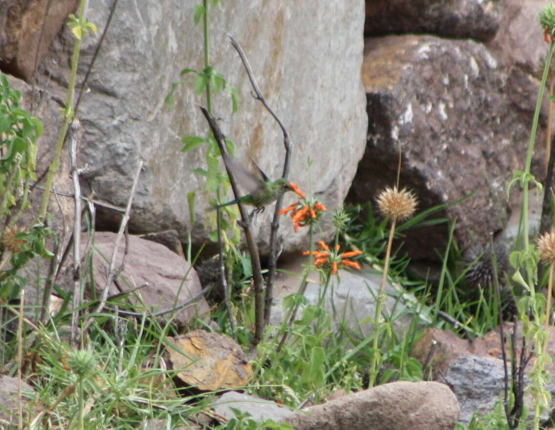 Image of Green-tailed Trainbearer