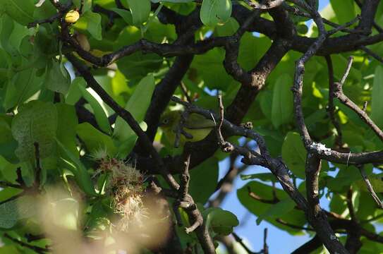 Image of Southern Yellow White-eye