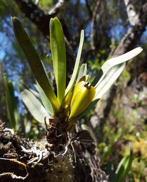 Image of Angraecum borbonicum Bosser