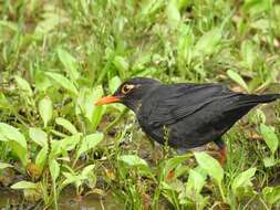 Image of Indian Blackbird