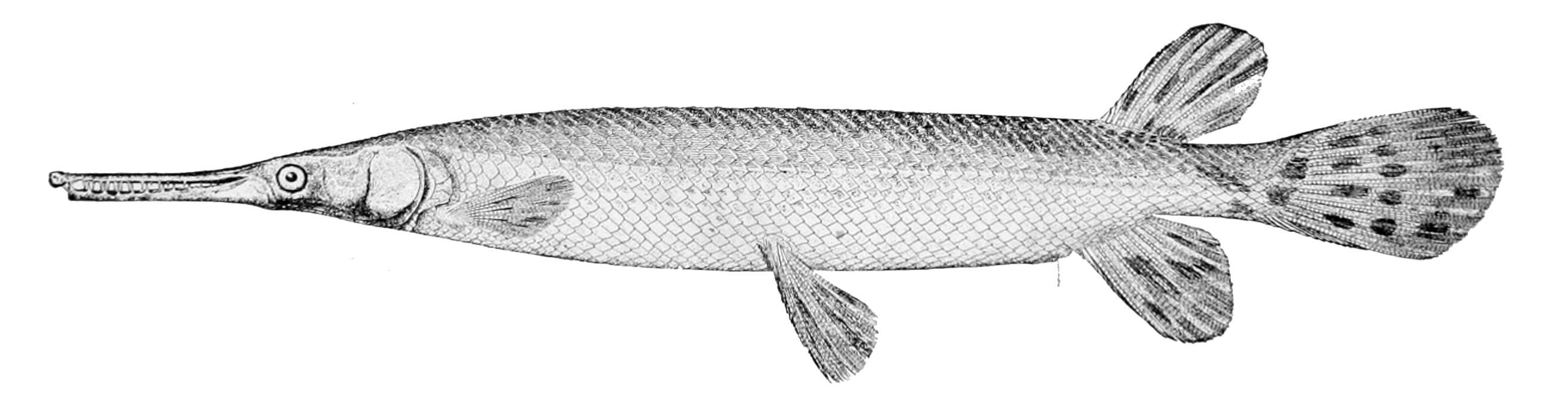 Imagem de Lepisosteus platostomus Rafinesque 1820