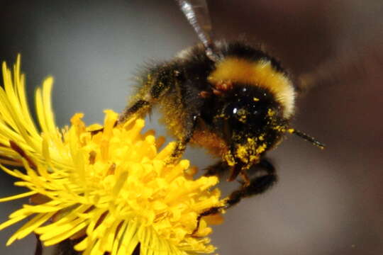 Image of White-tailed bumblebee