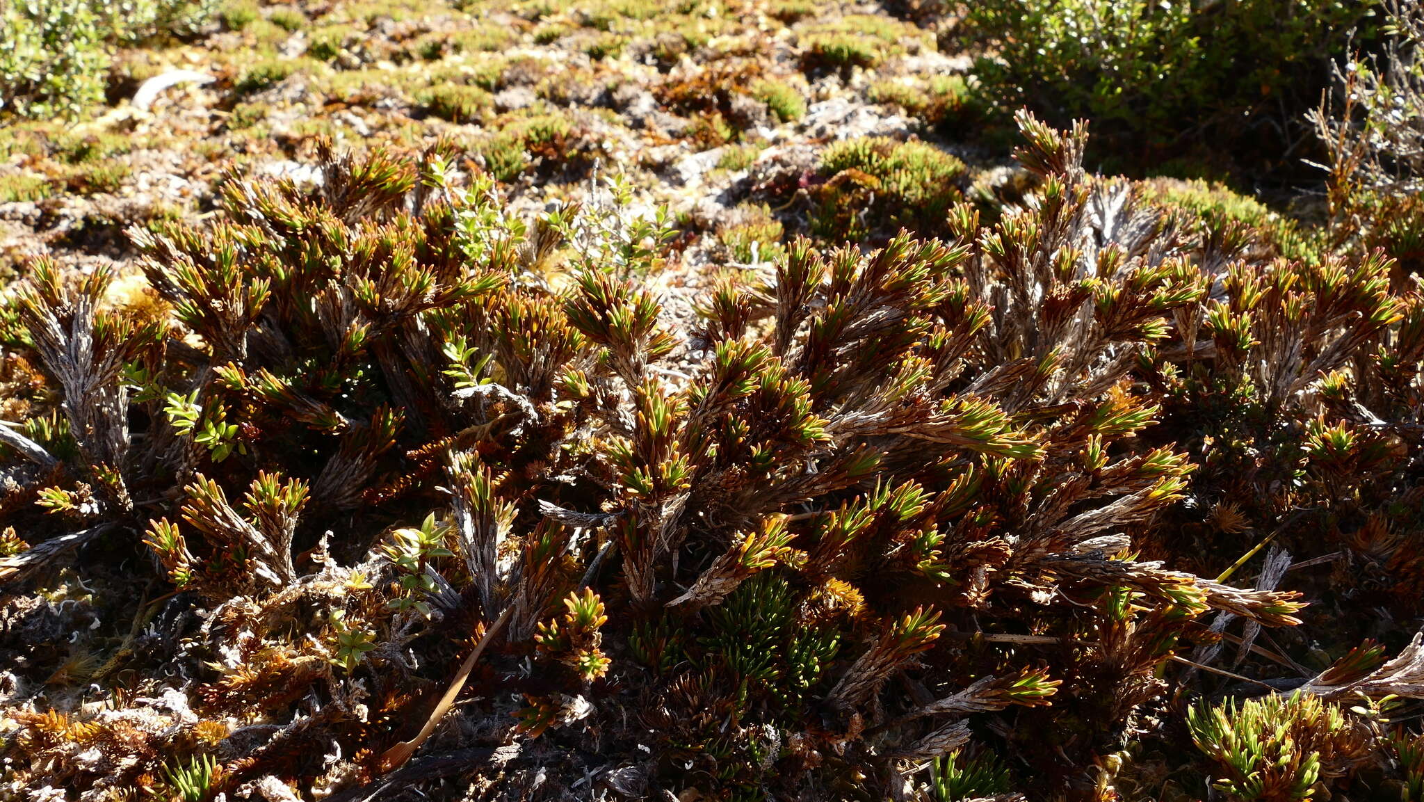 Image de Dracophyllum politum (Cheesem.) Cockayne