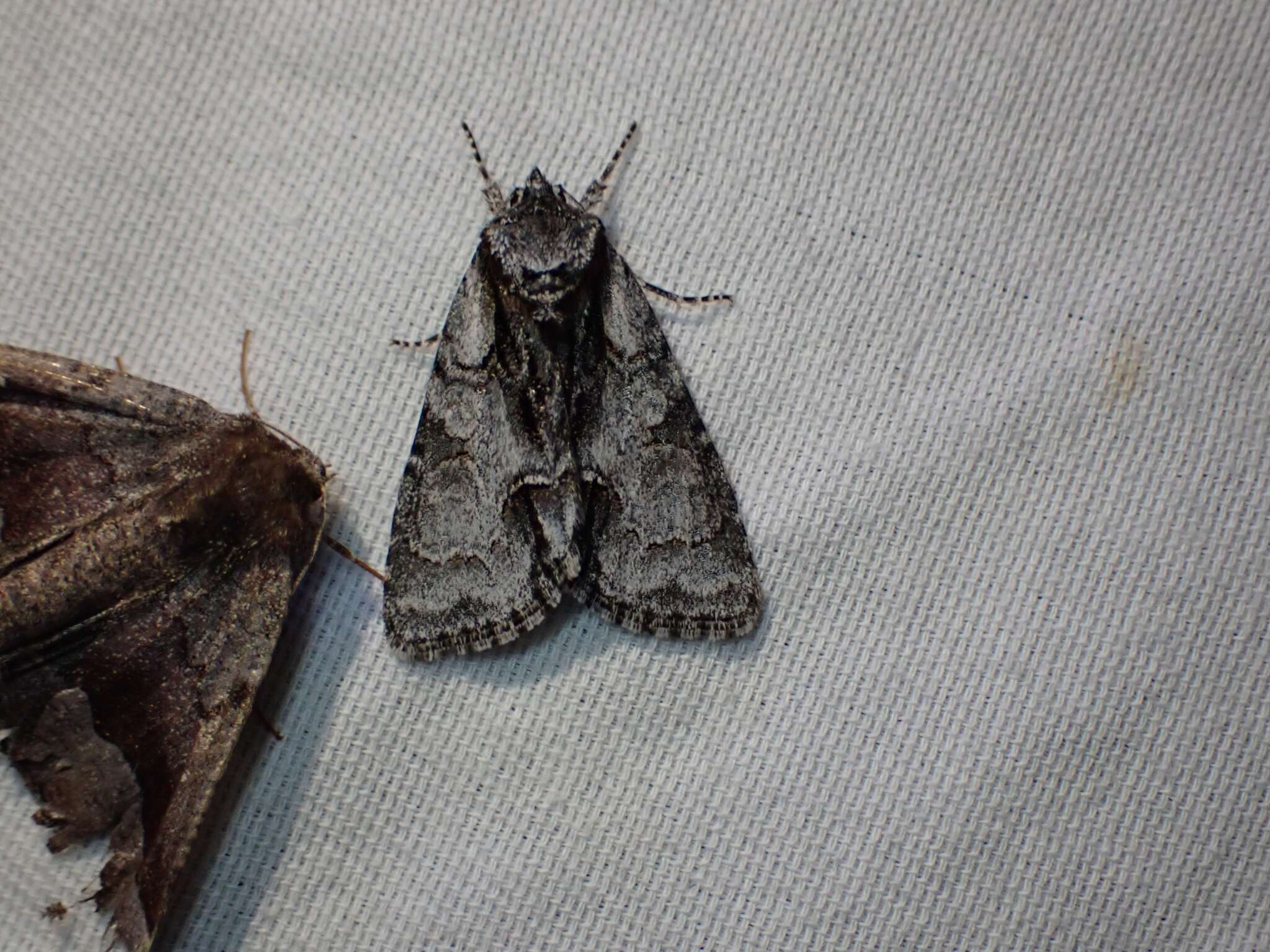 Image of Gentle Dagger Moth