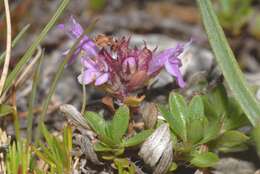 Thymus longicaulis C. Presl resmi