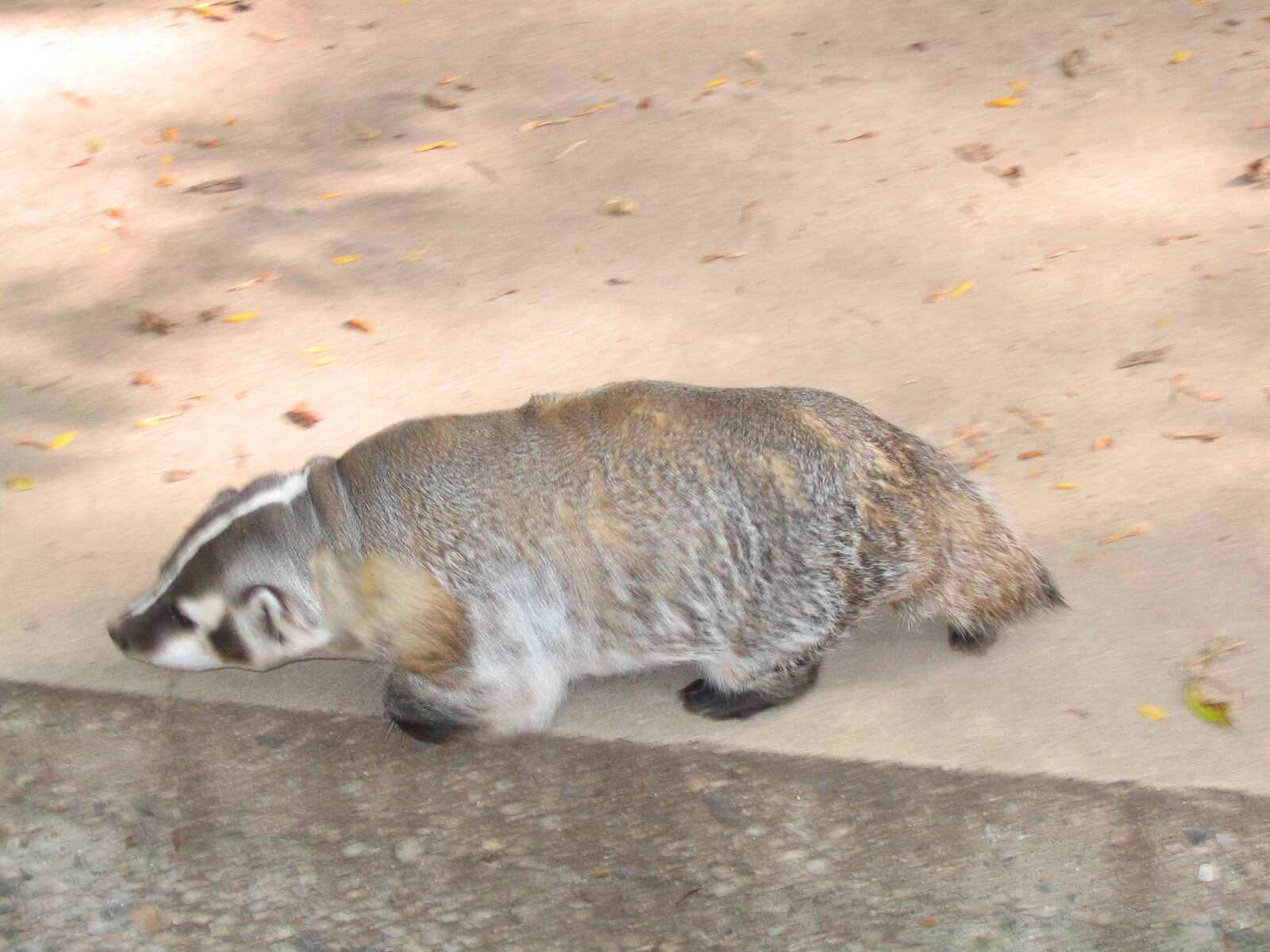 Image of badger