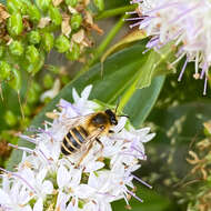 Image of Andrena flavipes Panzer 1799