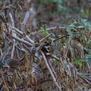 Image of White-bellied Wren
