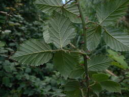 Image of elmleaf blackberry