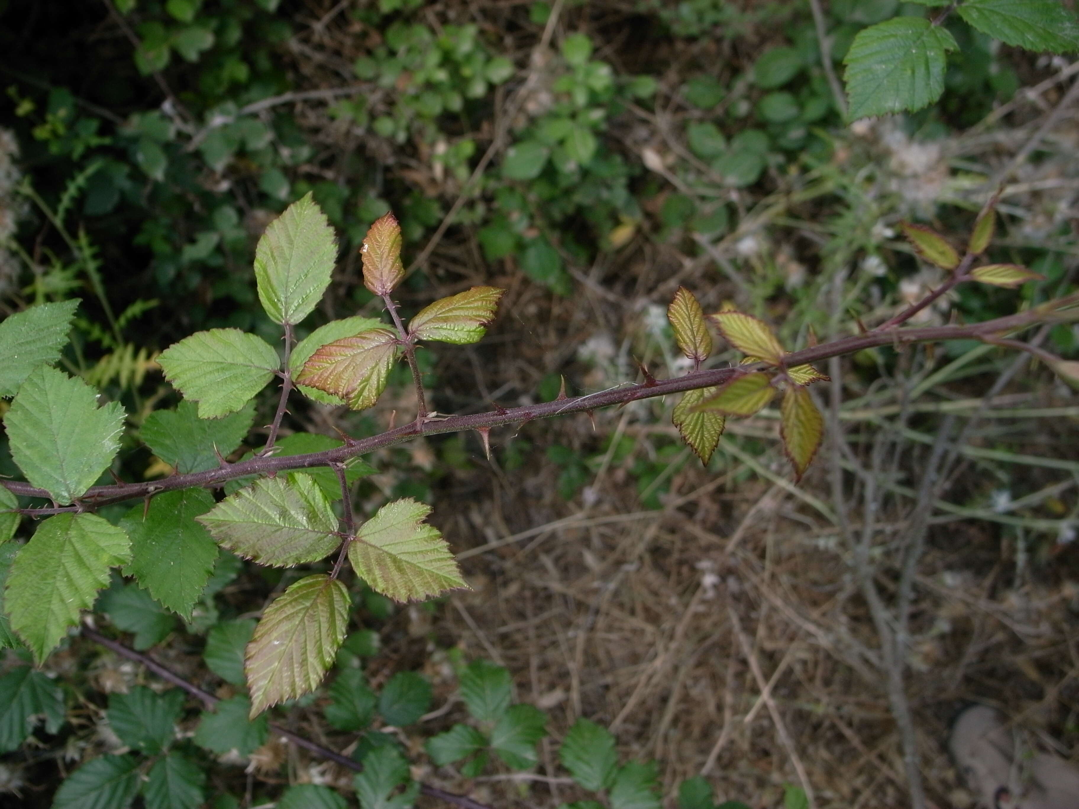 Image of elmleaf blackberry