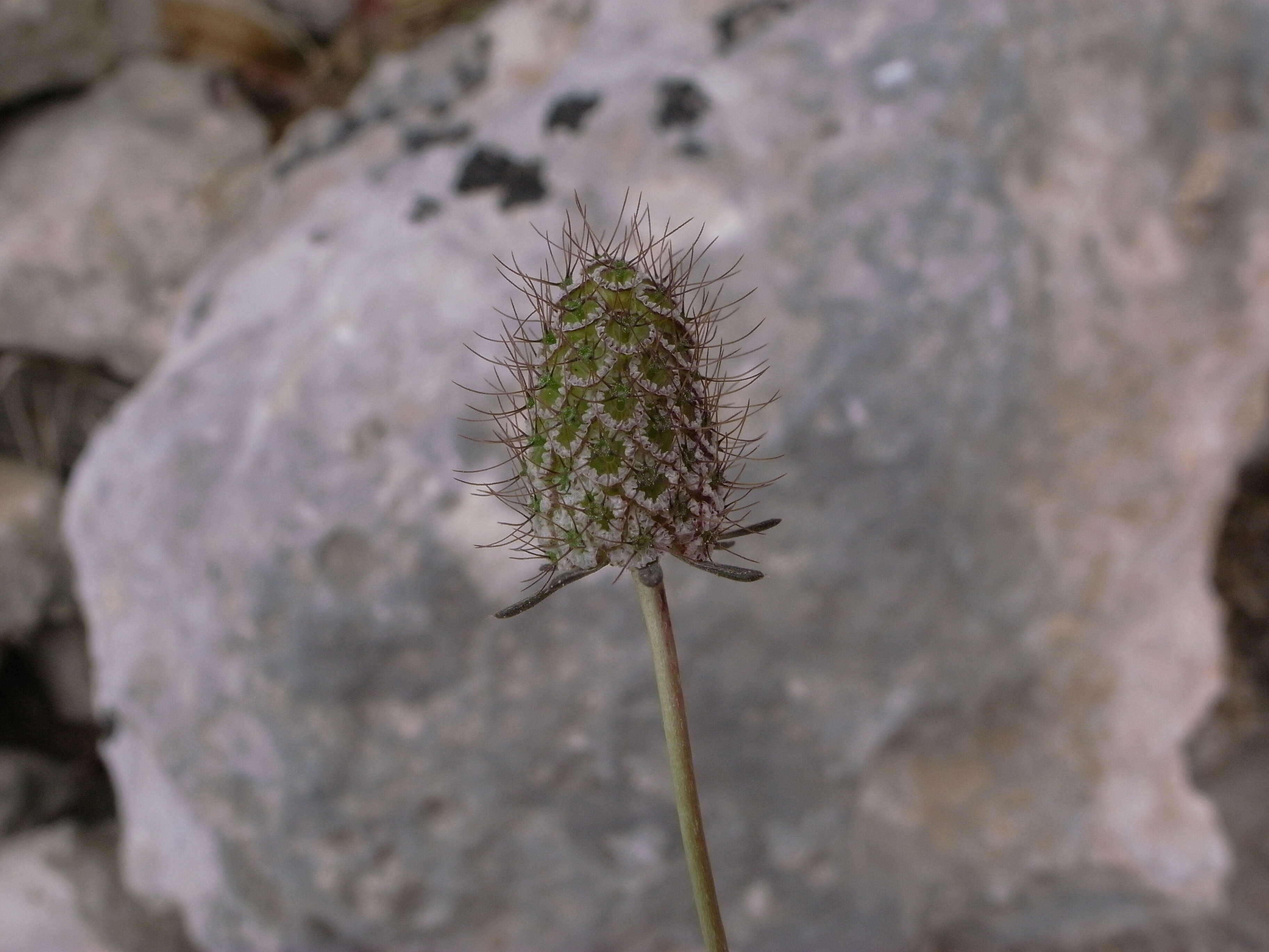 Image of Mediterranean sweet scabious