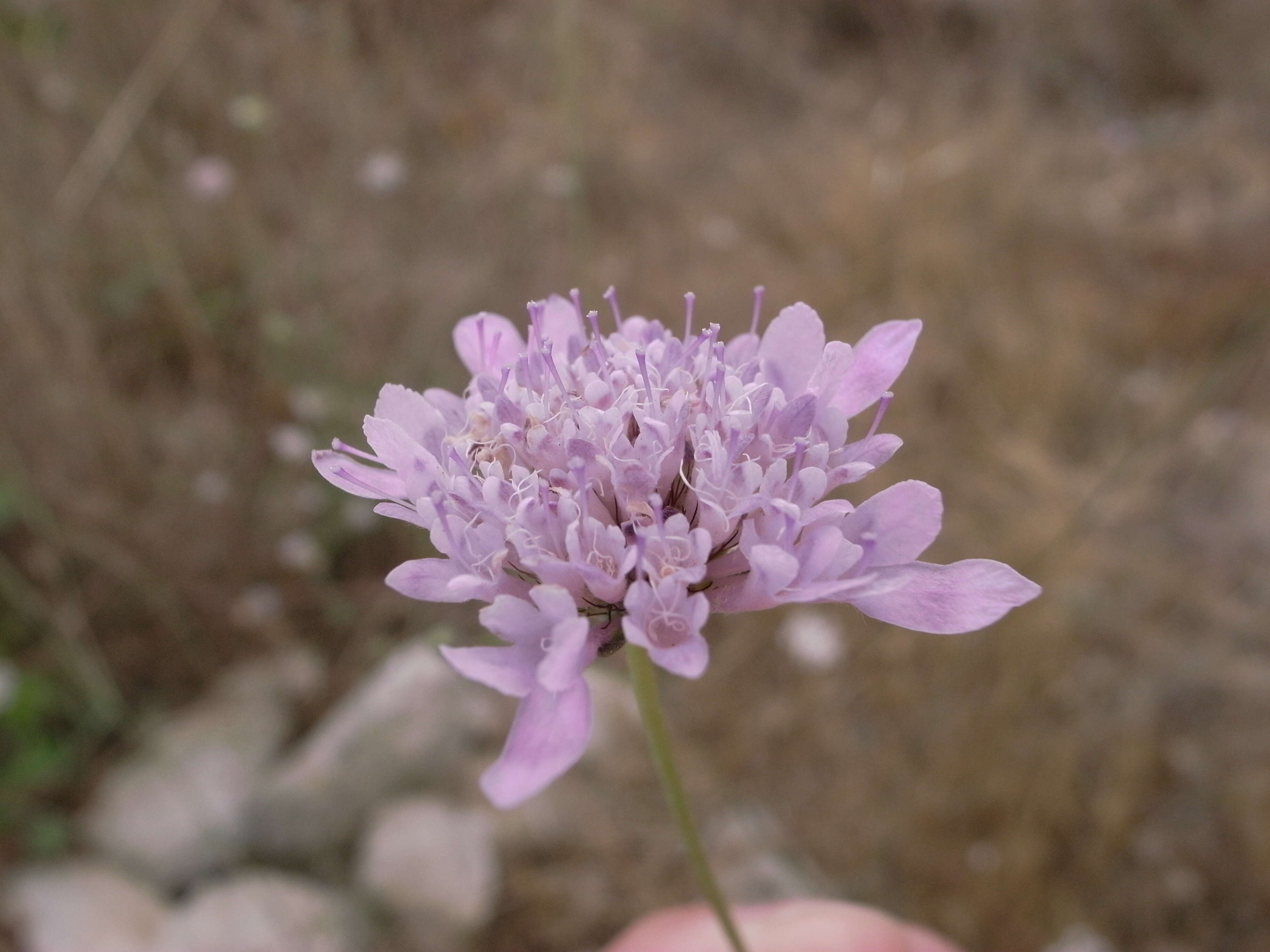 Image of Mediterranean sweet scabious