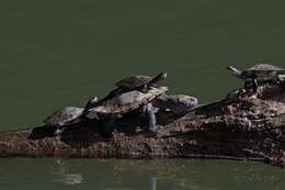 Image of Australian Saw Shelled Turtles