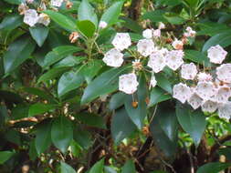 Image of mountain laurel